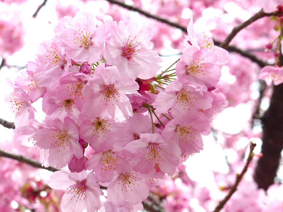 Sakura (fleur de cerisier)